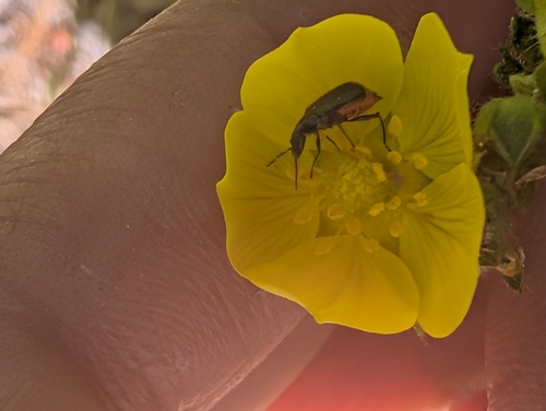 iNaturalist observation photo of Soft-winged Flower Beetles