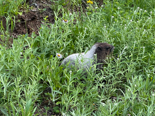 Hoary Marmot observed by cluelesscritter