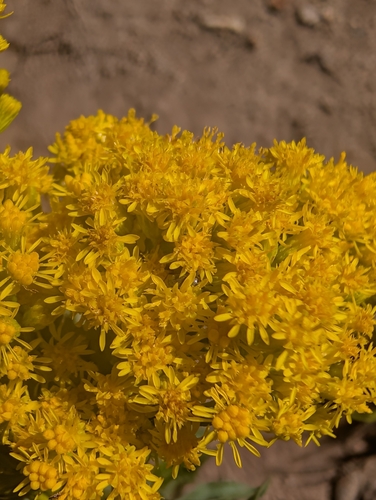 iNaturalist observation photo of goldenrods