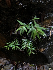 Pentasachme caudatum