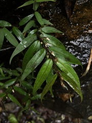 Pentasachme caudatum