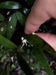 Pentasachme caudatum