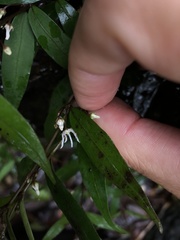 Pentasachme caudatum