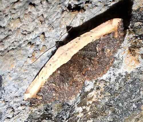 Ataboruza divisa