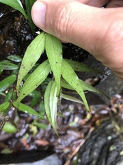 Pentasachme caudatum