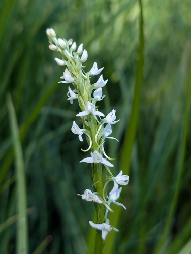 iNaturalist observation photo of Sierra Bog Orchid
