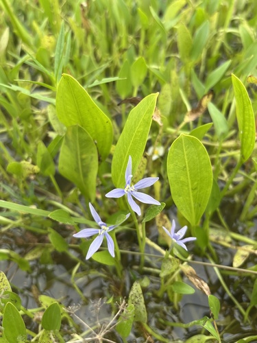 Heteranthera limosa, photograph 4