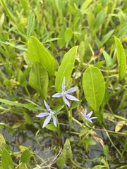 Heteranthera limosa, photograph (c) Will McFarland, some rights reserved (CC BY)