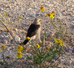 Acridotheres leucocephalus