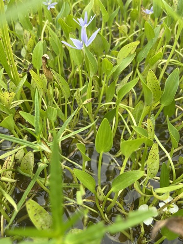 Heteranthera limosa, photograph 5