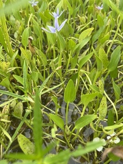 Heteranthera limosa, photograph (c) Will McFarland, some rights reserved (CC BY)