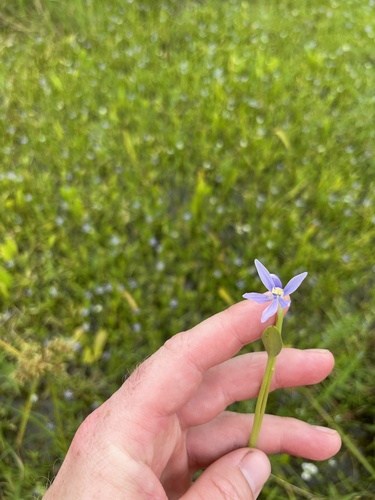 Heteranthera limosa, photograph 6