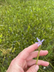 Heteranthera limosa, photograph (c) Will McFarland, some rights reserved (CC BY)
