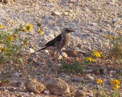 Acridotheres leucocephalus