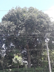 Bertholletia excelsa