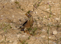 Acridotheres leucocephalus