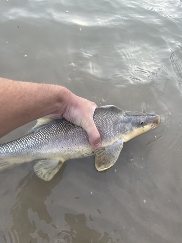 Razorback Sucker