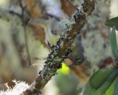 Hemignathus wilsoni