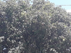 Bertholletia excelsa