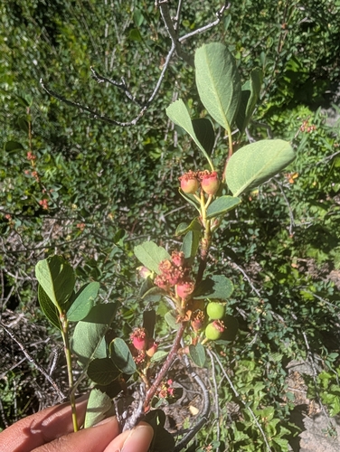 iNaturalist observation photo of serviceberries