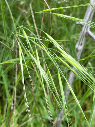 Bromus diandrus observed 2026-07-17
