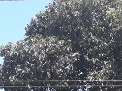 Bertholletia excelsa