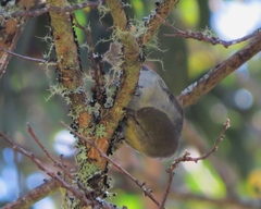 Hemignathus wilsoni