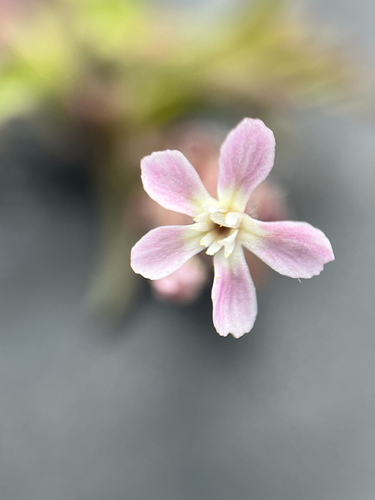 Silene gallica observed 2026-07-17