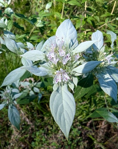 Pycnanthemum pycnanthemoides, photograph 2