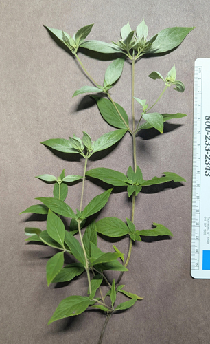 Pycnanthemum pycnanthemoides, photograph 6
