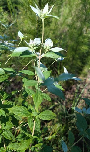 Pycnanthemum pycnanthemoides, photograph 4