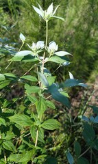 (c) Celeste Ray, some rights reserved (CC BY) Pycnanthemum pycnanthemoides, photograph (c) Celeste Ray, some rights reserved (CC BY)
