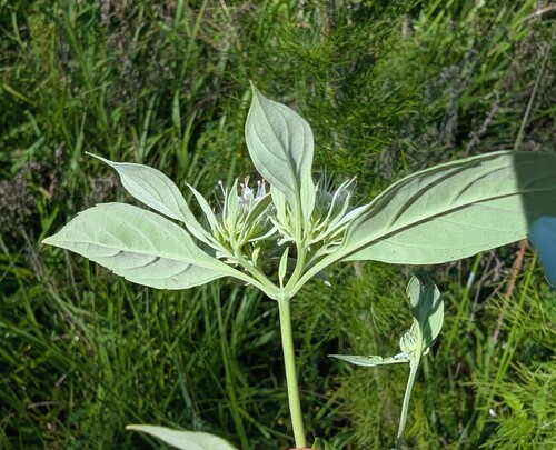 Pycnanthemum pycnanthemoides, photograph 5