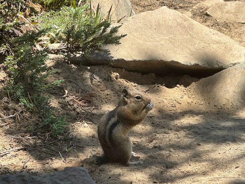 Cascade Golden-mantled Ground Squirrel observed by cluelesscritter