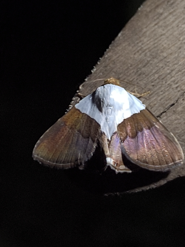 Eulepidotis caudatula
