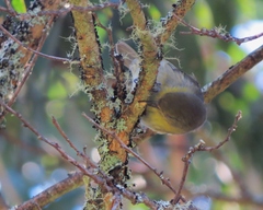 Hemignathus wilsoni