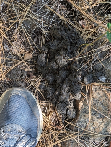 iNaturalist observation photo of Holarctic Bears