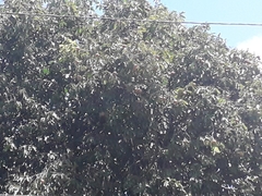 Bertholletia excelsa