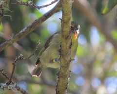 Hemignathus wilsoni