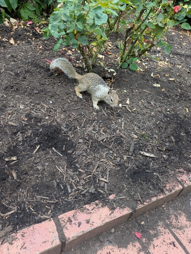Douglas's Ground Squirrel observed by deo519