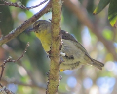 Hemignathus wilsoni