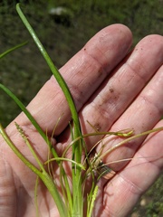 Triglochin scilloides