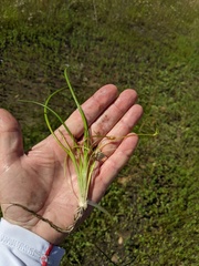 Triglochin scilloides