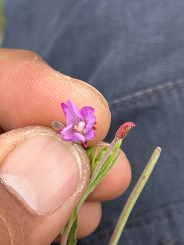 Epilobium billardierianum observed 2026-07-17