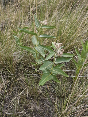 showy milkweed