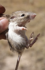 Chaetodipus