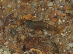 Caridina cantonensis