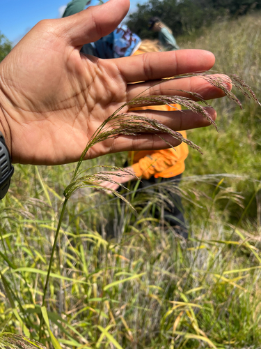 Oloptum miliaceum observed 2026-07-17