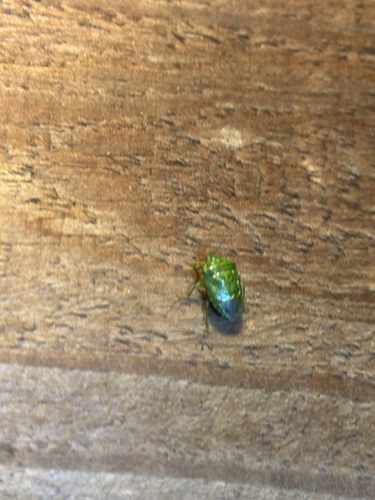 Juniper Stink Bug