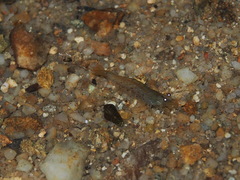 Caridina cantonensis